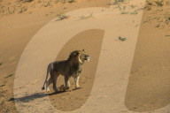 Lion (Panthera leo) male on sand dune, Kgalagadi Transfrontier Park, South Africa
