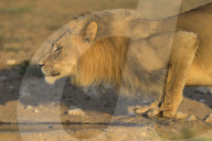 Lion (Panthera leo) male drinking, Kgalagadi Transfrontier Park, South Africa