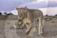 Lions (Panthera leo), Kgalagadi Transfrontier Park, South Africa,