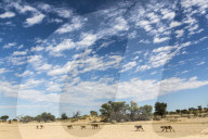 Lion (Panthera leo) pride on the move, Kgalagadi Transfrontier Park, South Africa
