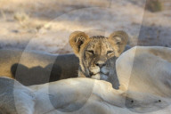 Young lion (Panthera leo), Kgalagadi Transfrontier Park, South Africa,