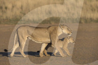 Lioness with cub (Panthera leo), Kgalagadi Transfrontier Park, South Africa