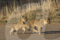 Lion cubs (Panthera leo) playing, Kgalagadi Transfrontier Park, South Africa