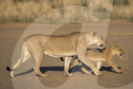 Lioness with cub (Panthera leo), Kgalagadi Transfrontier Park, South Africa