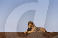 Lion (Panthera leo), Zimanga private game reserve, KwaZulu-Natal, South Africa