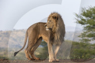 Lion (Panthera leo), Zimanga private game reserve, KwaZulu-Natal, South Africa