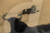 Lion (Panthera leo) male watched by common wildebeest (Connochaetes taurinus), Kgalagadi Transfrontier Park, South Africa