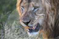 Lion (Panthera leo), Zimanga private game reserve, KwaZulu-Natal, South Africa