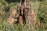 Lion (Panthera leo) cubs chewing bark, Zimanga private game reserve, KwaZulu-Natal, South Africa