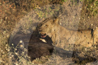Lioness (Panthera leo) feeding on young Cape buffalo (Syncerus caffer), Chobe national park, Botswana