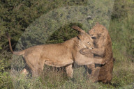 Lions (Panthera leo) playfighting, Zimanga private game reserve, KwaZulu-Natal, South Africa