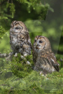 Tawny owls (Strix aluco), captive, Cumbria, UK