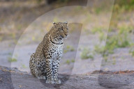 Leopard (Panthera pardus) female, Chobe national park, Botswana