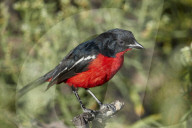 Crimson-Breasted Boubou or Crimson-Breasted Shrike (Laniarius atrococcieneus), Kgalagadi Transfrontier Park, South Africa