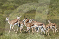 Group of Springbok (Antidorcas marsupialis) running, Kgalagadi Transfrontier Park, South Africa