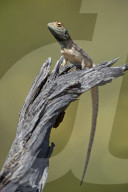 Ground Agama (Agama aculeata aculeata), male, Kgalagadi Transfrontier Park, South Africa