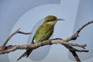 Swallow-Tailed Bee-Eater (Merops hirundineus), Kgalagadi Transfrontier Park, South Africa