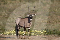 Gemsbok or South African Oryx (Oryx gazella) buck, Kgalagadi Transfrontier Park, South Africa