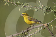 Yellow Canary (Crithagra flaviventris), male, Kgalagadi Transfrontier Park, South Africa