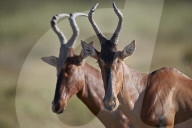 Red Hartebeest (Alcelaphus buselaphus), Kgalagadi Transfrontier Park, South Africa