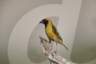 Southern Masked Weaver (Ploceus velatus), male, Kgalagadi Transfrontier Park, South Africa