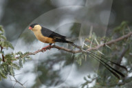 Shaft-Tailed Whydah (Vidua regia), male, Kgalagadi Transfrontier Park, South Africa