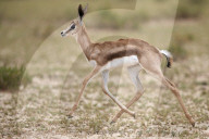 Springbok (Antidorcas marsupialis) calf running, Kgalagadi Transfrontier Park, South Africa