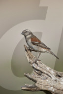 Great Sparrow (Passer motitensis), female, Kgalagadi Transfrontier Park, South Africa