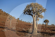 Quiver Tree or Kokerboom (Aloe dichotoma), Gannabos; Namakwa, Namaqualand, South Africa