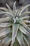 Quiver Tree or Kokerboom (Aloe dichotoma) leaves, Gannabos, Namakwa, Namaqualand, South Africa