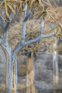 Quiver Tree or Kokerboom (Aloe dichotoma), Gannabos, Namakwa, Namaqualand, South Africa
