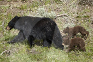 Black Bear (Ursus americanus) sow and two chocolate cubs-of-the-year, Yellowstone National Park, Wyoming, USA
