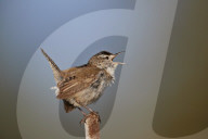 Marsh Wren (Cistothorus palustris) calling, Lac Le Jeune Provincial Park, British Columbia, Canada