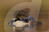 Common Loon (Gavia immer) adult with two chicks, Lac Le Jeune Provincial Park, British Columbia, Canada