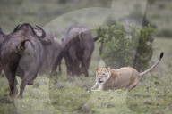 Lioness (Lion, Panthera leo) aborting an attack on a Cape Buffalo herd, Addo Elephant National Park, South Africa