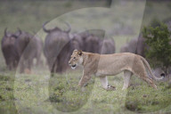 Lioness (Lion, Panthera leo) hunting a Cape Buffalo herd, Addo Elephant National Park, South Africa