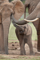 African Elephant (Loxodonta africana) mother and young, Addo Elephant National Park, South Africa