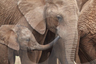 African Elephant (Loxodonta africana) mother and young, Addo Elephant National Park, South Africa