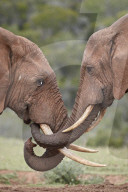 Two African Elephant (Loxodonta africana) greeting each other, Addo Elephant National Park, South Africa