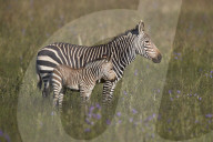 Cape Mountain Zebra (Equus zebra zebra) mare and foal, Mountain Zebra National Park, South Africa
