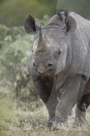 Black Rhinoceros or Hook-Lipped Rhinoceros (Diceros bicornis), Kruger National Park, South Africa