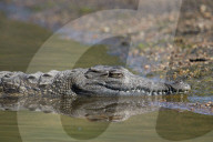 Nile Crocodile (Crocodylus niloticus), Kruger National Park, South Africa
