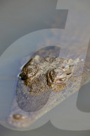 Nile Crocodile (Crocodylus niloticus), Kruger National Park, South Africa