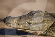 Nile Crocodile (Crocodylus niloticus), Kruger National Park, South Africa