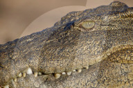 Nile Crocodile (Crocodylus niloticus), Kruger National Park, South Africa