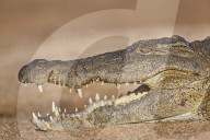 Nile Crocodile (Crocodylus niloticus), Kruger National Park, South Africa