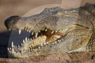 Nile Crocodile (Crocodylus niloticus), Kruger National Park, South Africa