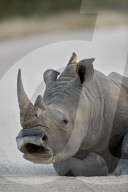 White Rhinoceros (Ceratotherium simum) yawning, Kruger National Park, South Africa