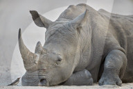 White Rhinoceros (Ceratotherium simum) and Red-Billed Oxpecker (Buphagus erythrorhynchus), Kruger National Park, South Africa