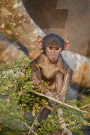 Infant Chacma Baboon (Papio ursinus), Kruger National Park, South Africa
